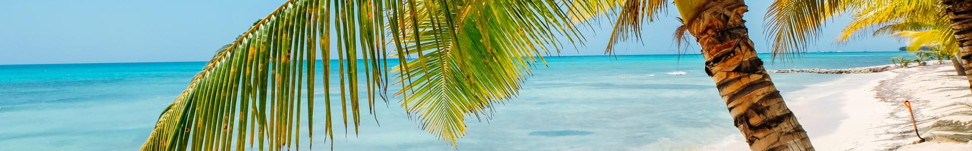 palm-trees-on-caribbean-beach-2023-11-27-04-53-26-utc